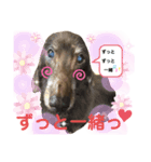 ダックスたまらん  可愛すぎるセリフ（個別スタンプ：8）