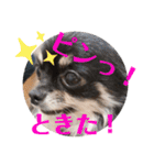 きなうにスタンプ②（個別スタンプ：11）