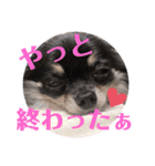 きなうにスタンプ②（個別スタンプ：16）