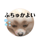 きなうにスタンプ②（個別スタンプ：21）