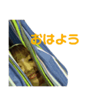 事故画愛（個別スタンプ：1）