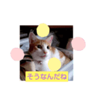 りんりんぶー（個別スタンプ：5）