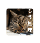 松吉と梅子、ちょっとリメイク（個別スタンプ：1）