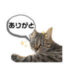 松吉と梅子、ちょっとリメイク（個別スタンプ：19）