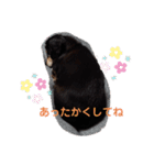 まろさん＆もんちゃん part4（個別スタンプ：6）