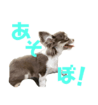 くりまろスタンプ 2（個別スタンプ：3）