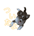 くりまろスタンプ 2（個別スタンプ：4）