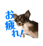 くりまろスタンプ 2（個別スタンプ：5）