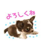 くりまろスタンプ 2（個別スタンプ：6）