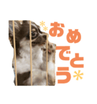 くりまろスタンプ 2（個別スタンプ：7）