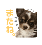 くりまろスタンプ 2（個別スタンプ：8）