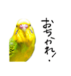 セキセイインコの抹茶とラムネ（個別スタンプ：2）