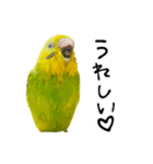 セキセイインコの抹茶とラムネ（個別スタンプ：3）