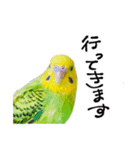 セキセイインコの抹茶とラムネ（個別スタンプ：4）