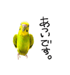 セキセイインコの抹茶とラムネ（個別スタンプ：6）