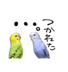 セキセイインコの抹茶とラムネ（個別スタンプ：7）