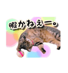 ねる＆まるの日常（個別スタンプ：1）