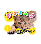 ねる＆まるの日常（個別スタンプ：5）