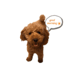 more poodle①（個別スタンプ：1）