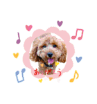 more poodle①（個別スタンプ：4）