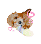 more poodle①（個別スタンプ：8）