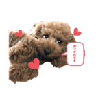 more poodle①（個別スタンプ：9）