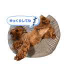 more poodle①（個別スタンプ：14）