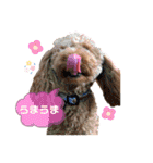 more poodle①（個別スタンプ：16）