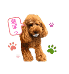 more poodle①（個別スタンプ：17）