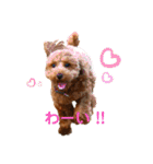 more poodle①（個別スタンプ：18）