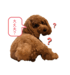 more poodle①（個別スタンプ：22）