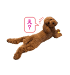 more poodle①（個別スタンプ：25）