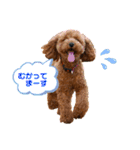 more poodle①（個別スタンプ：30）