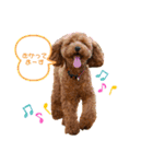 more poodle①（個別スタンプ：31）