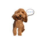 more poodle①（個別スタンプ：34）