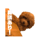 more poodle①（個別スタンプ：40）