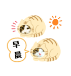 日本貓Tabi講廣東話  (広東語 cantonese)（個別スタンプ：1）