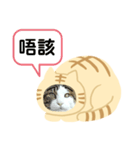 日本貓Tabi講廣東話  (広東語 cantonese)（個別スタンプ：11）