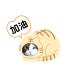 日本貓Tabi講廣東話  (広東語 cantonese)（個別スタンプ：14）