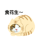 日本貓Tabi講廣東話  (広東語 cantonese)（個別スタンプ：23）