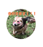 ビビリ犬ペコちゃん1歳②（個別スタンプ：5）
