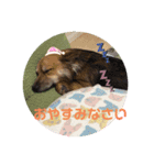 ビビリ犬ペコちゃん1歳②（個別スタンプ：7）