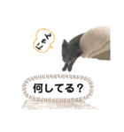 ロシアンブルーのロアです（個別スタンプ：31）