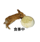 maiのペットたち（個別スタンプ：2）