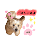 マルパピ②（個別スタンプ：1）