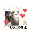 マルパピ②（個別スタンプ：3）
