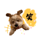 マルパピ②（個別スタンプ：6）