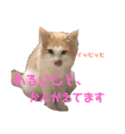 ししゃも2（個別スタンプ：6）