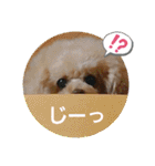 MIMIのきもち（個別スタンプ：1）