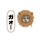 シャルちゃんとルナちゃんスタンプ（個別スタンプ：24）